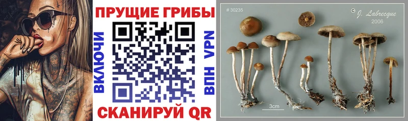 ссылка на мегу   Петровск-Забайкальский  Галлюциногенные грибы Psilocybine cubensis  где можно купить  